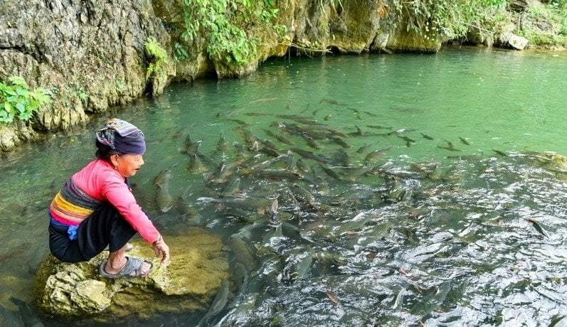 SUỐI CÁ THẦN CẨM LƯƠNG