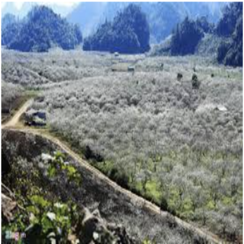 Vườn hoa Happy Land