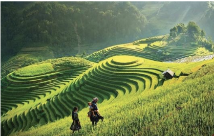 Mù Cang chải