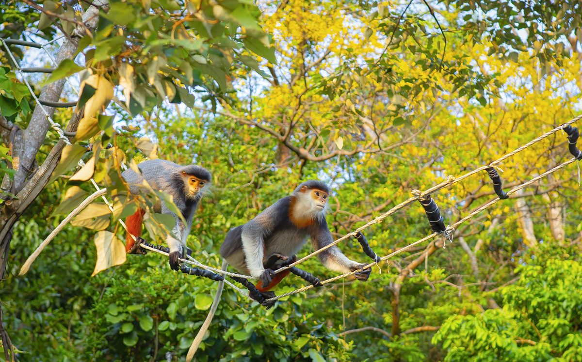 Bán đảo Sơn Trà (Monkey Mountain)
