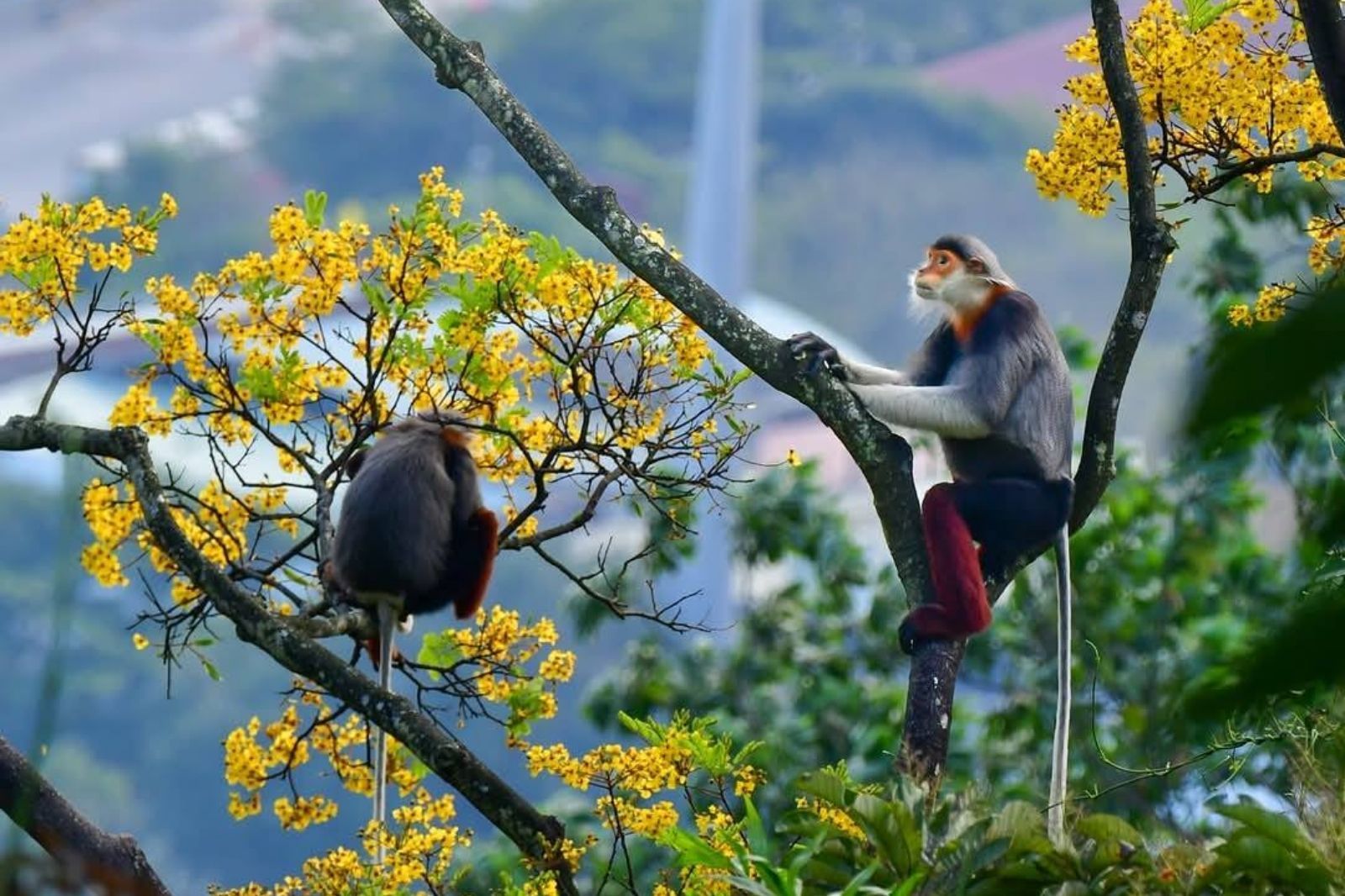 Voọc chà vá chân nâu